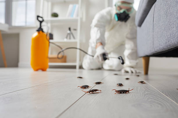 Commercial Rodent Management in Clovis
